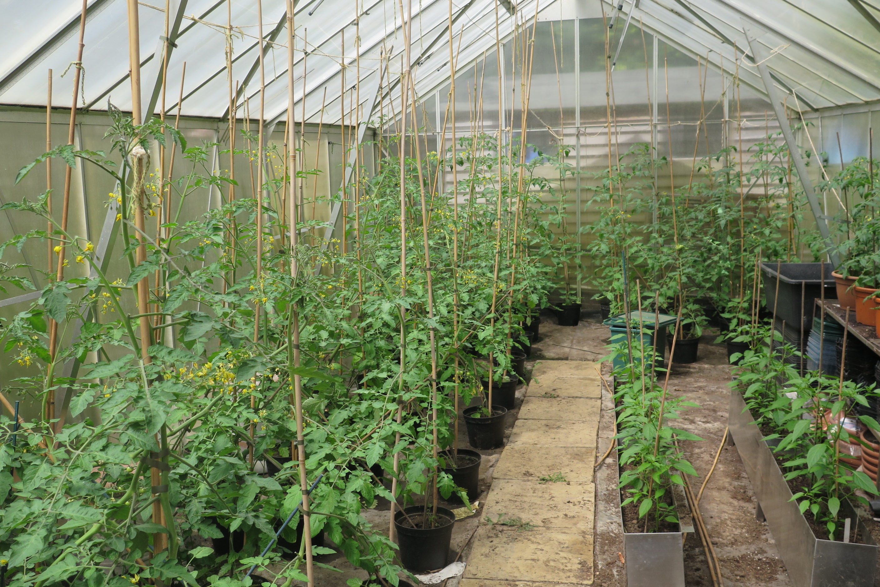 Tomato Plants